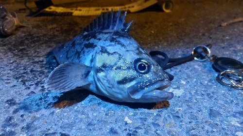 クロソイの釣果