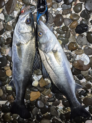 シーバスの釣果