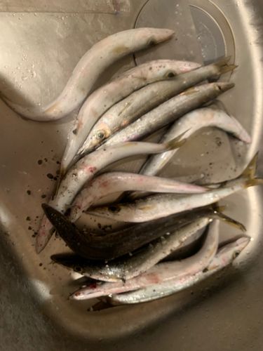 カマスの釣果