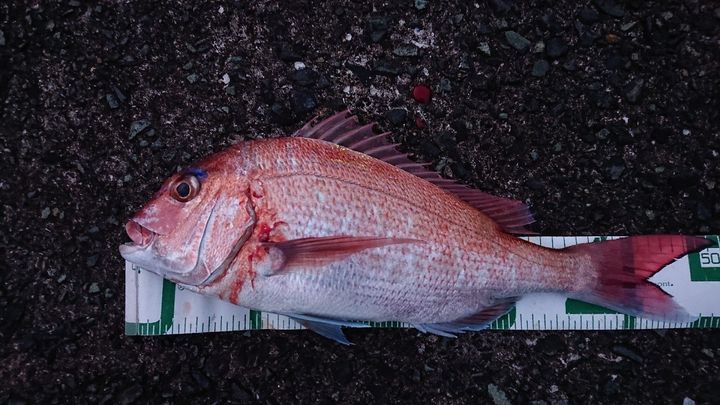 ヤエンマスターさんの釣果 1枚目の画像