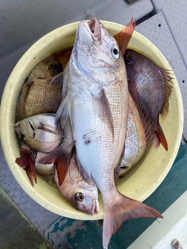 タイの釣果