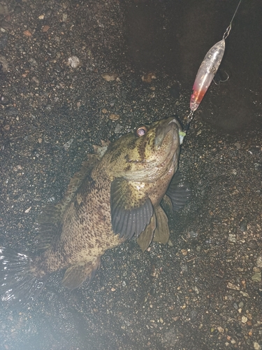 ムラソイの釣果