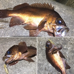 メバルの釣果