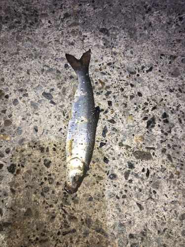 ウグイの釣果