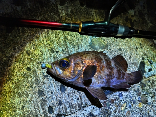 アカメバルの釣果