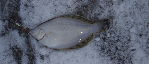 クロガシラガレイの釣果