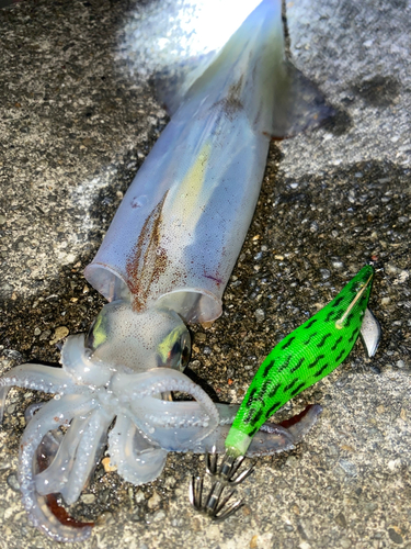 イカの釣果