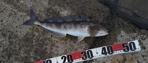 ホッケの釣果