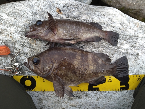 シロメバルの釣果