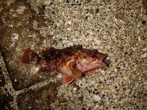 カサゴの釣果