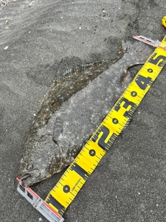 ヒラメの釣果