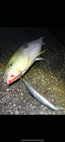 ハマチの釣果