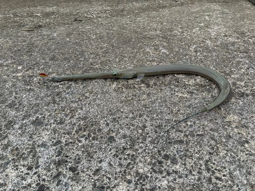 アオヤガラの釣果