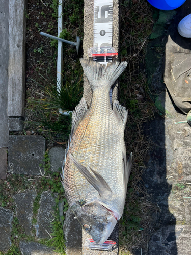 チヌの釣果