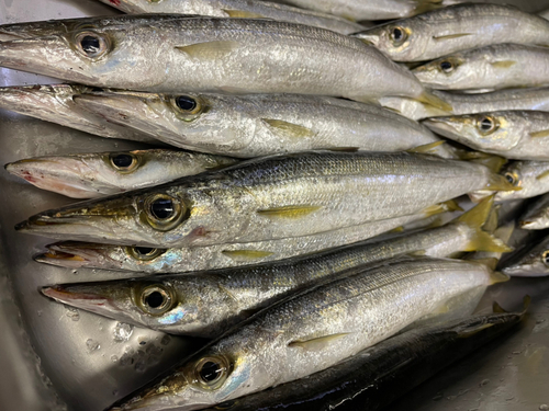 カマスの釣果