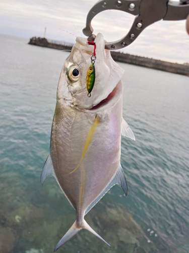 ガーラの釣果