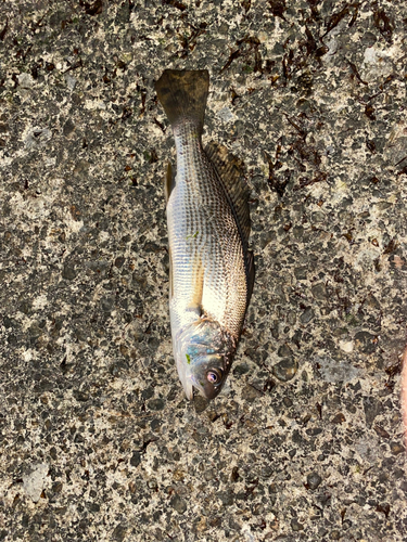 イシモチの釣果