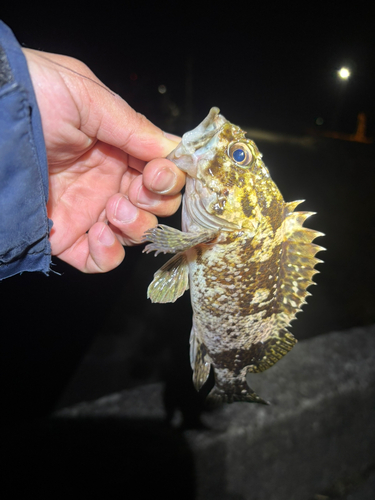 ムラソイの釣果