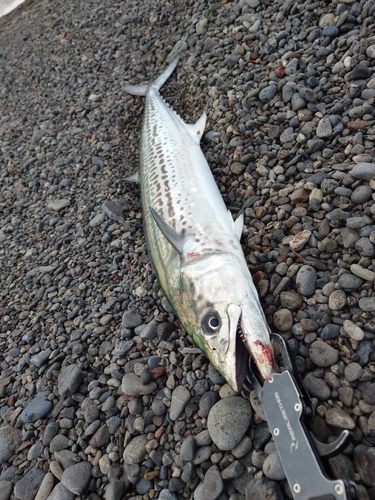 サゴシの釣果