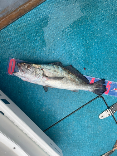 クログチの釣果