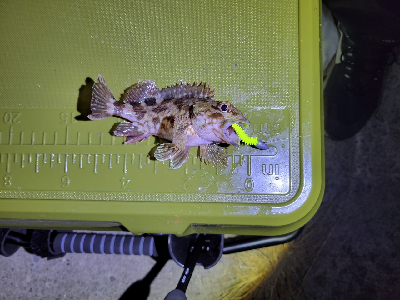 カサゴ