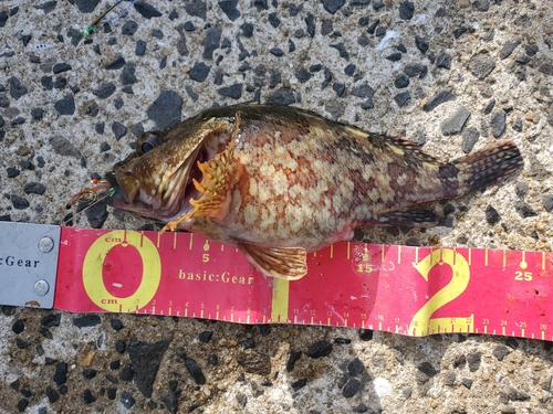 アラカブの釣果