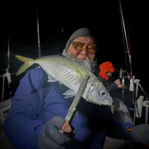 マアジの釣果