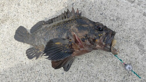 オウゴンムラソイの釣果