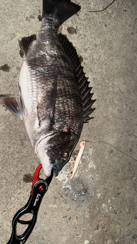 チヌの釣果