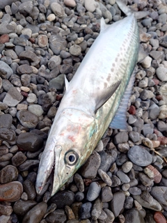 サゴシの釣果