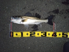 セイゴ（マルスズキ）の釣果