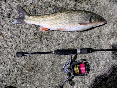 ウグイの釣果