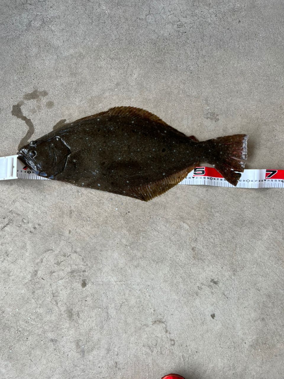 アングラー89825304さんの釣果 1枚目の画像