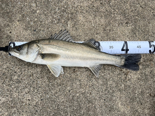 フッコ（マルスズキ）の釣果