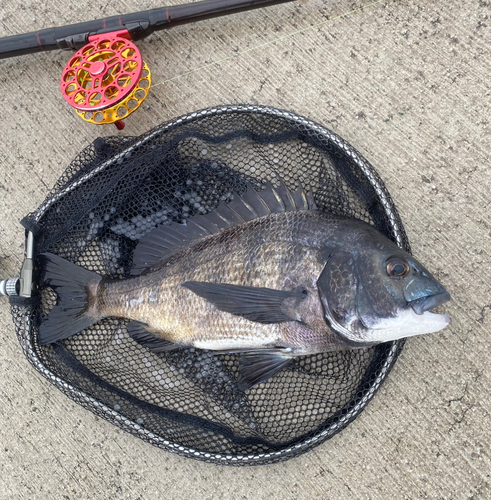 チヌの釣果