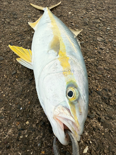 ヒラマサの釣果