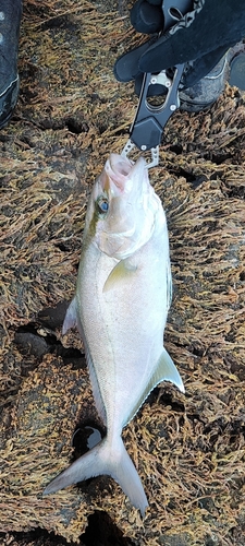 ヒレナガカンパチの釣果