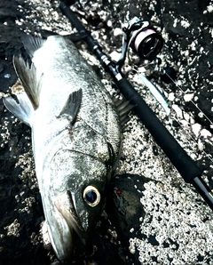 ヒラスズキの釣果