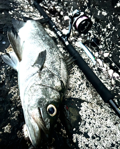 ヒラスズキの釣果