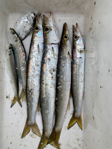 カマスの釣果