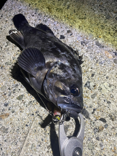 クロソイの釣果