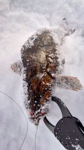 アイナメの釣果