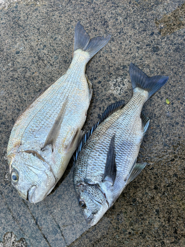 ヘダイの釣果