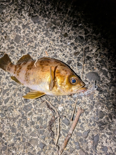 アカメバルの釣果