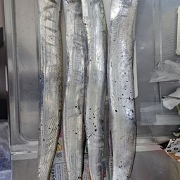 タチウオ