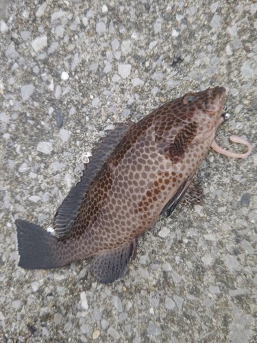 オオモンハタの釣果