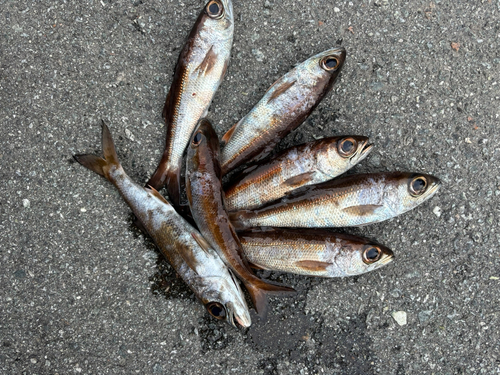 クロムツの釣果