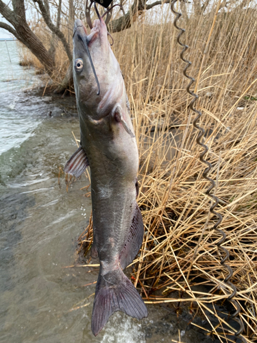 アメリカナマズの釣果