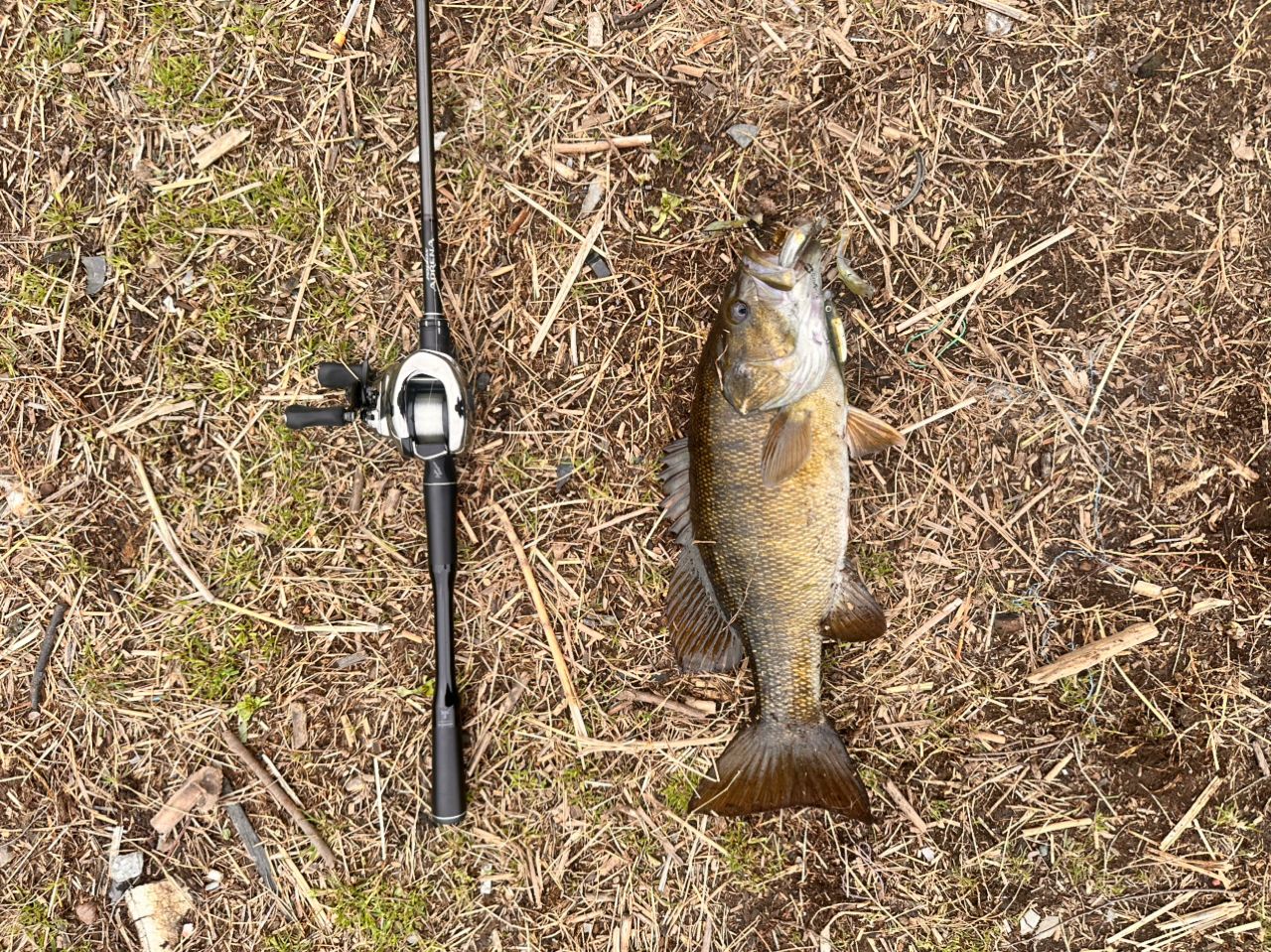 スモールマウスバス