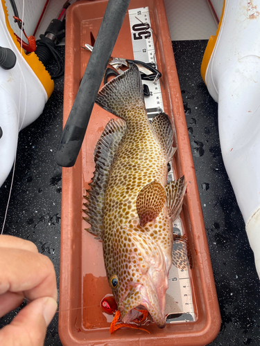 オオモンハタの釣果